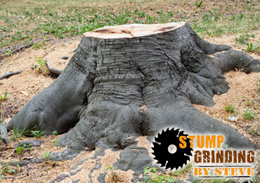 Large Tree Stumps